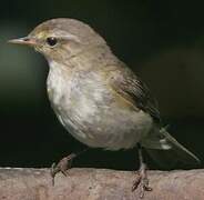 Common Chiffchaff