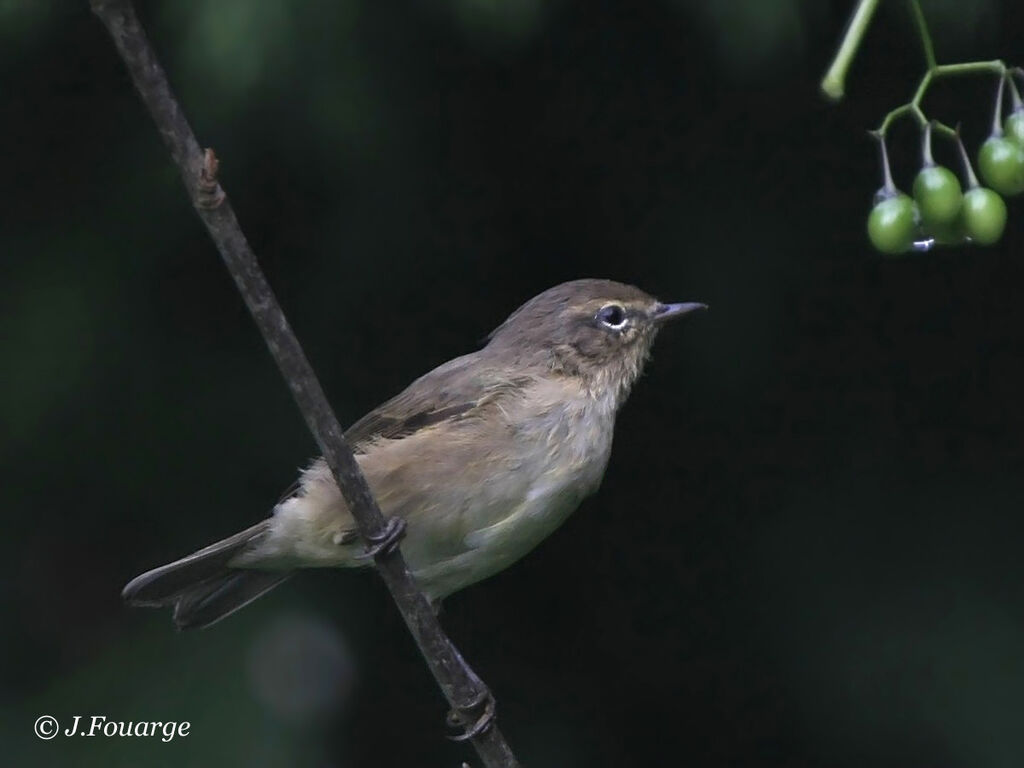 Common Chiffchaff