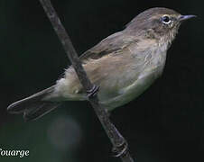 Common Chiffchaff