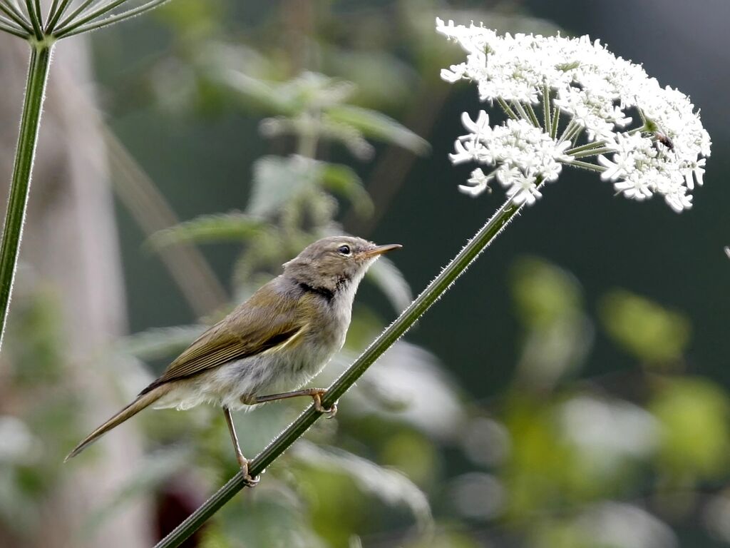 Common Chiffchaff