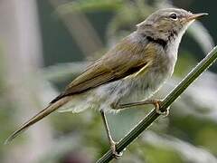 Common Chiffchaff