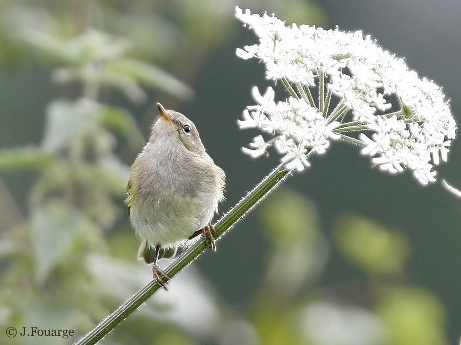 Common Chiffchaff