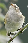 Common Chiffchaff