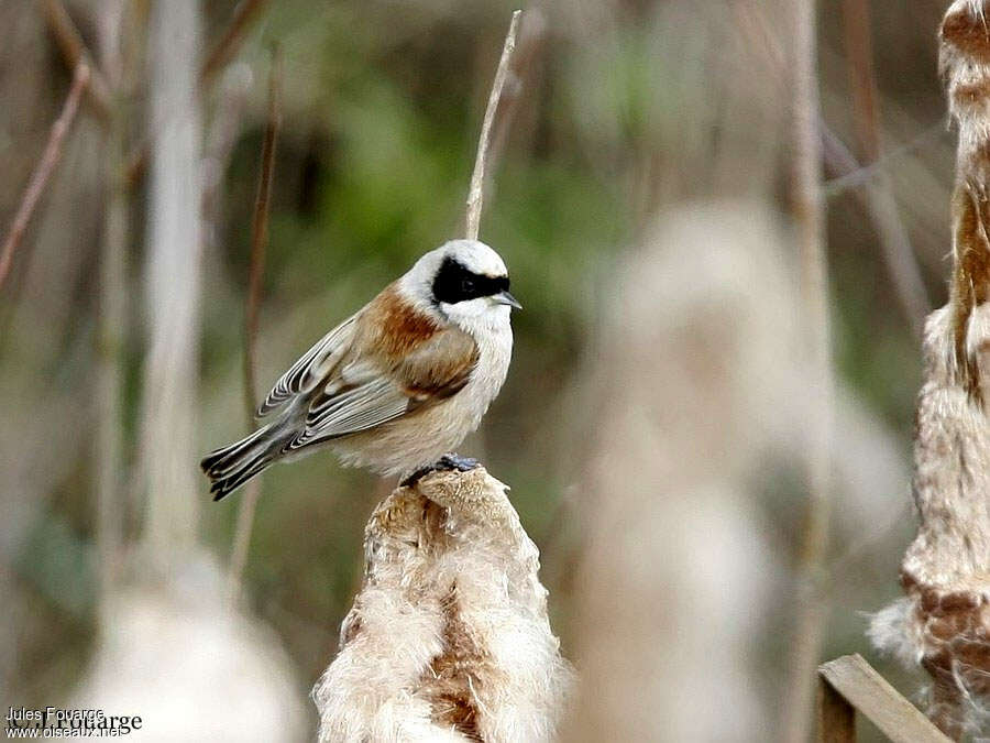 Rémiz penduline mâle adulte, identification