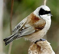 Eurasian Penduline Tit