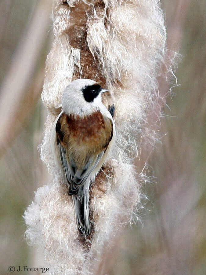 Rémiz penduline