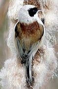 Eurasian Penduline Tit