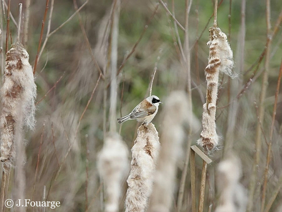 Eurasian Penduline Tit