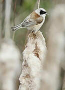 Eurasian Penduline Tit