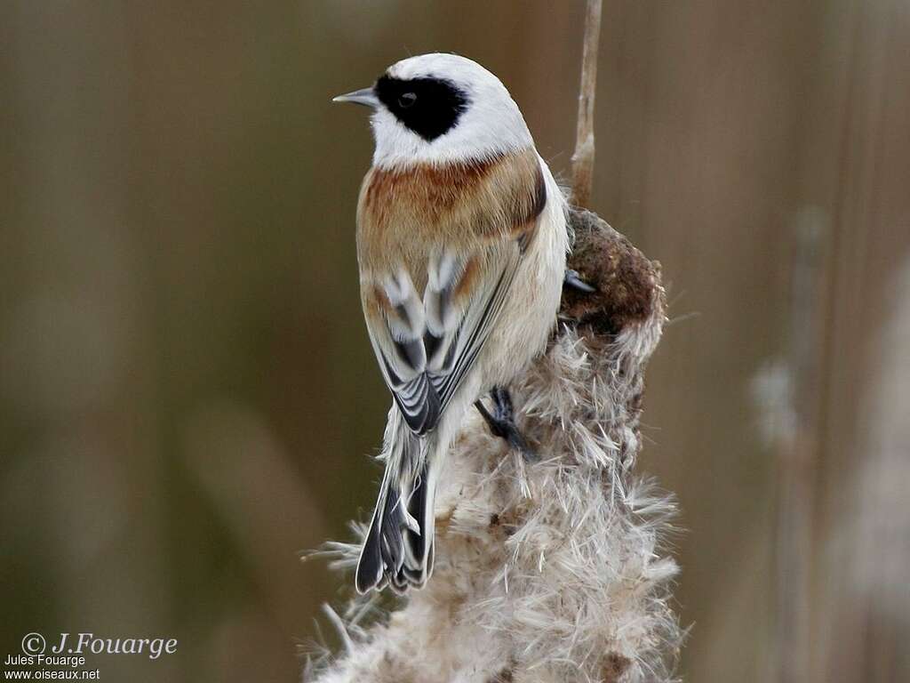 Rémiz penduline mâle adulte, identification