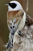 Eurasian Penduline Tit