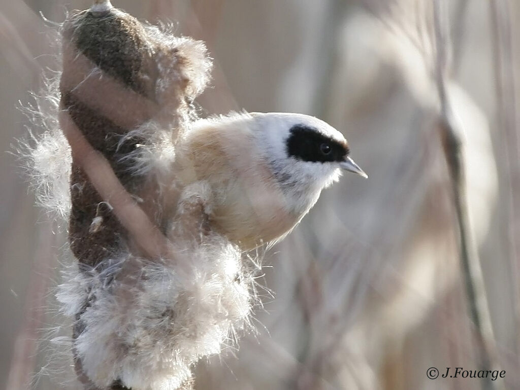 Rémiz penduline