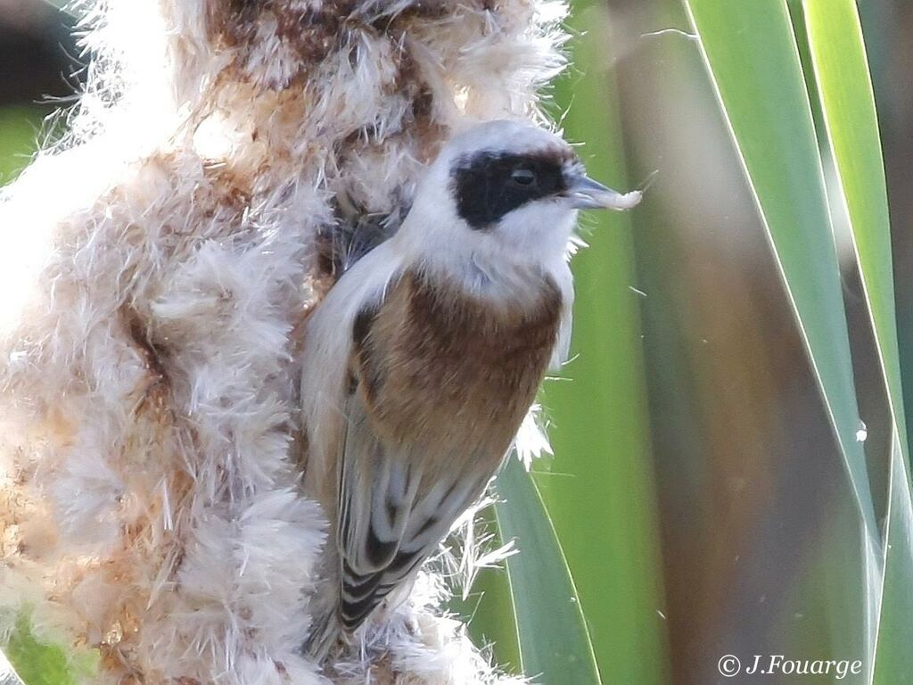 Eurasian Penduline Titadult post breeding