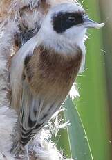 Rémiz penduline