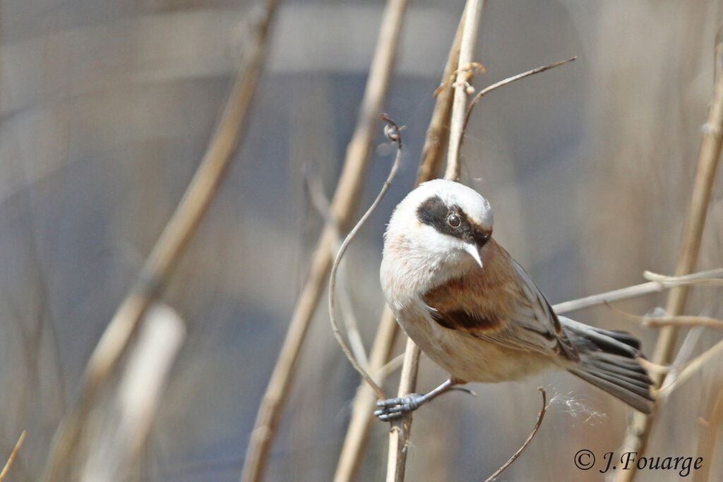 Eurasian Penduline Tit male, identification, Behaviour