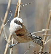 Eurasian Penduline Tit