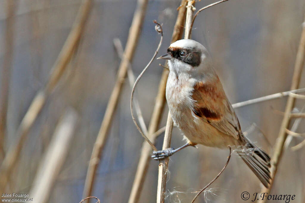 Rémiz penduline mâle