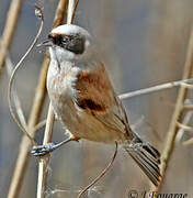 Eurasian Penduline Tit