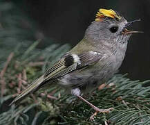 Goldcrest