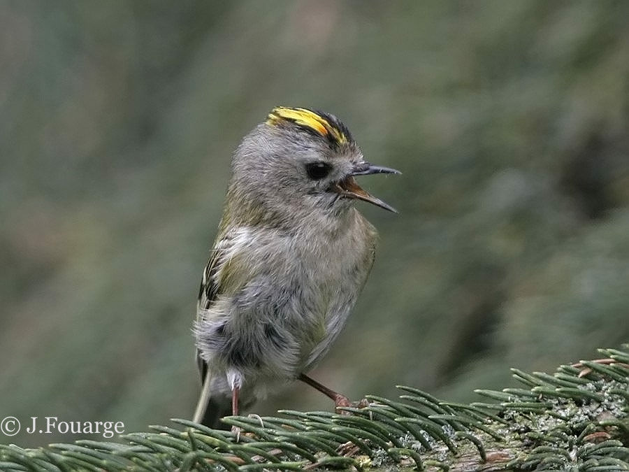 Goldcrest