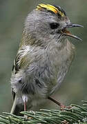 Goldcrest