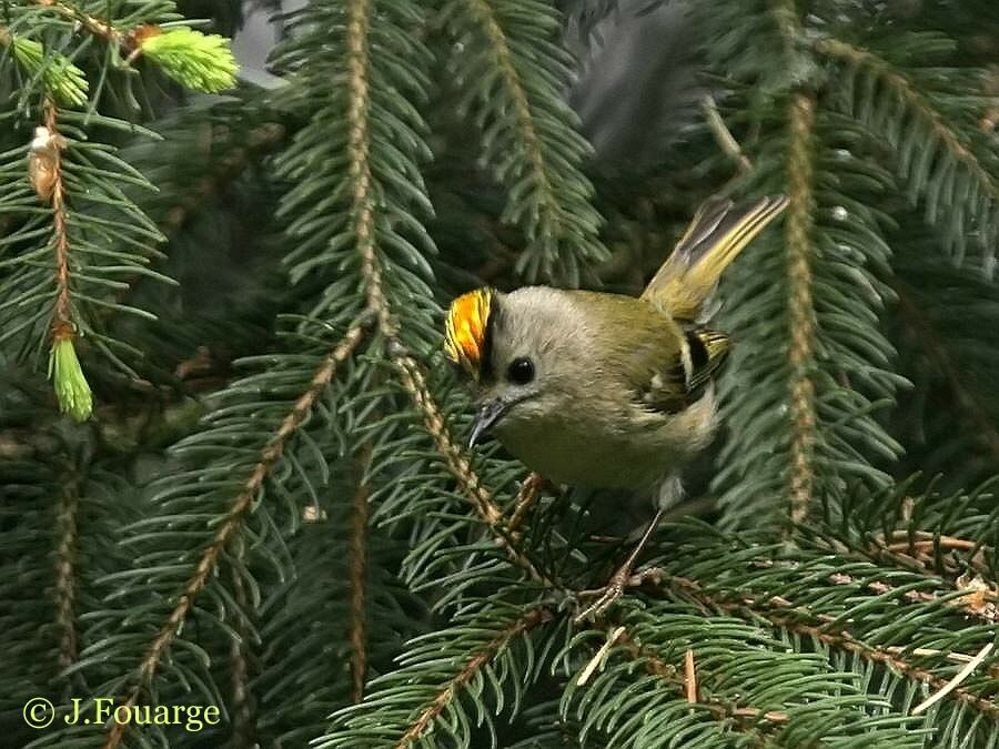 Goldcrest