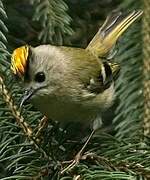 Goldcrest