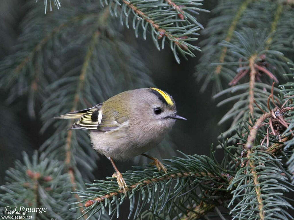 Goldcrest male adult, close-up portrait, pigmentation