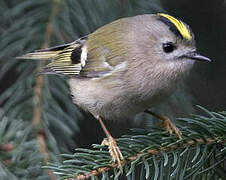 Goldcrest