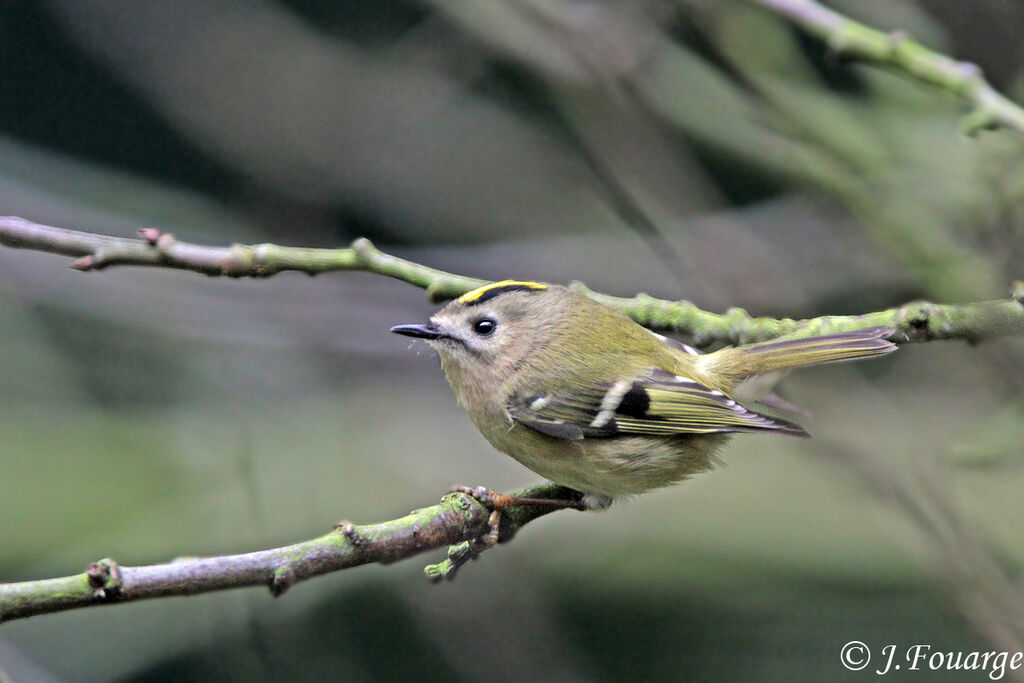 Goldcrest, identification