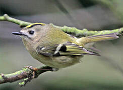 Goldcrest