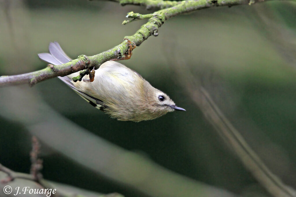 Goldcrest, identification