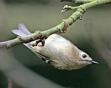 Goldcrest