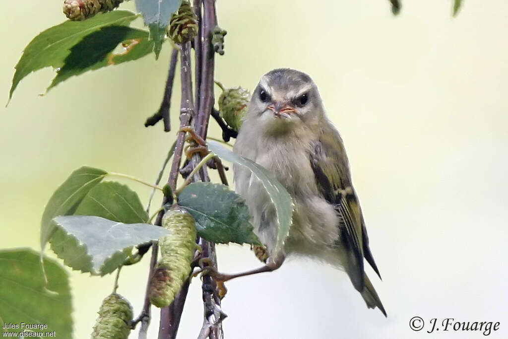 Common Firecrestjuvenile, close-up portrait