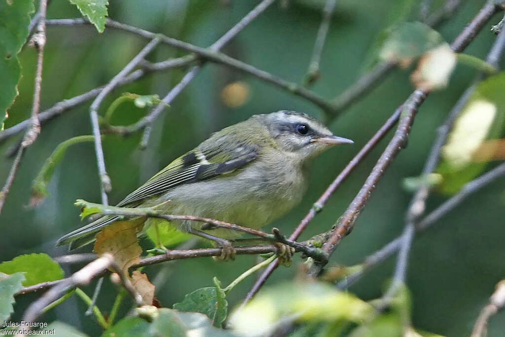 Roitelet triple-bandeaujuvénile, identification