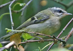 Common Firecrest