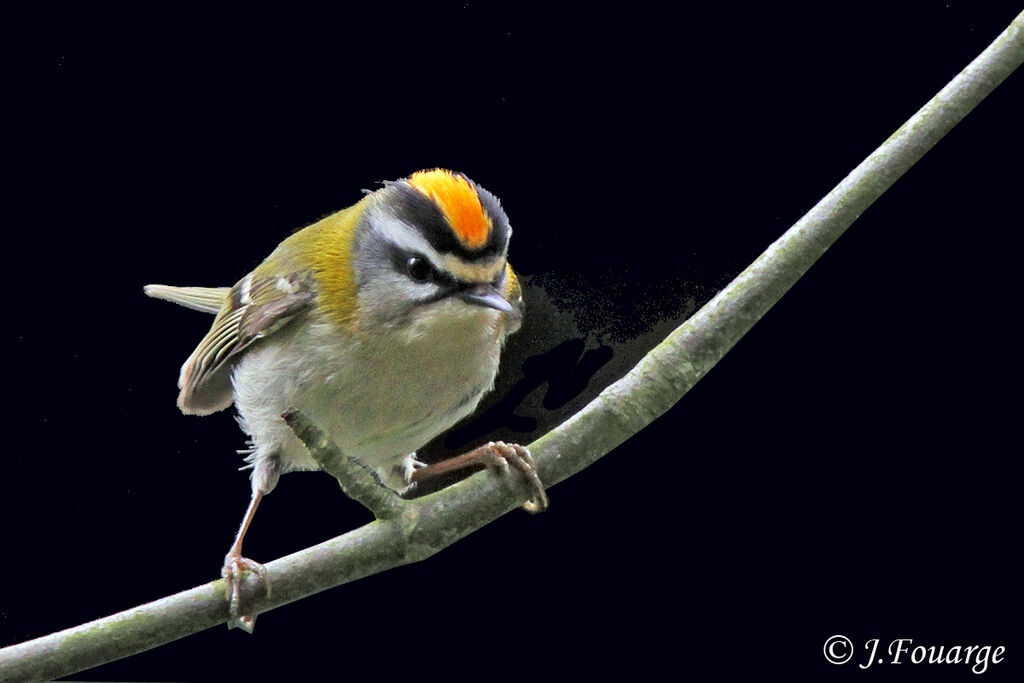 Common Firecrest male adult, identification