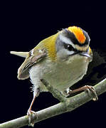 Common Firecrest