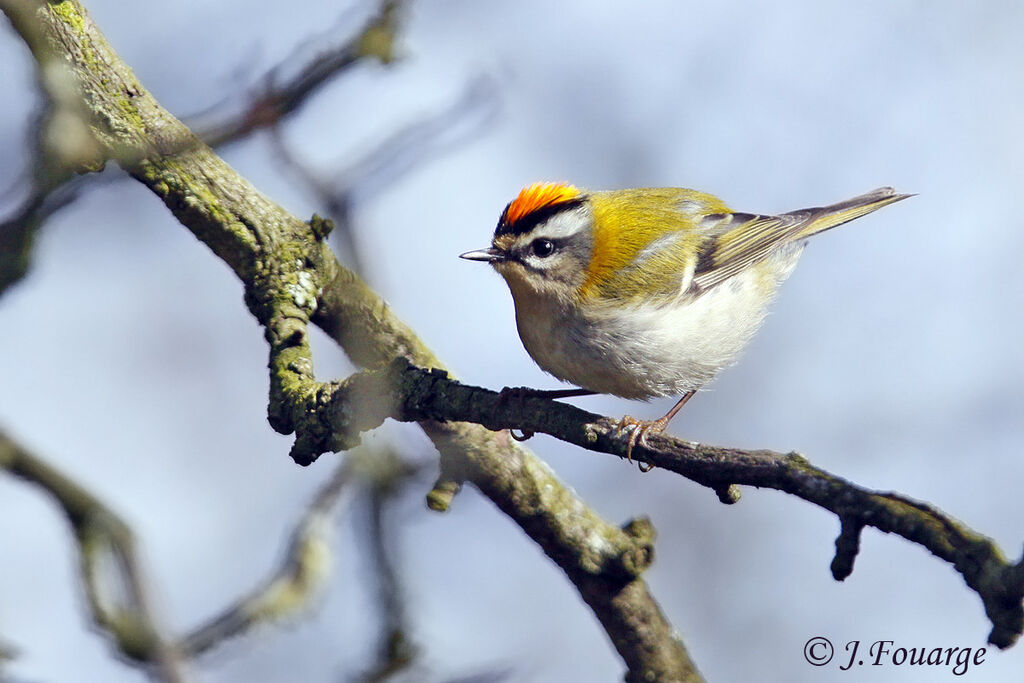 Common Firecrest male adult, identification, Behaviour