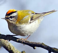 Common Firecrest