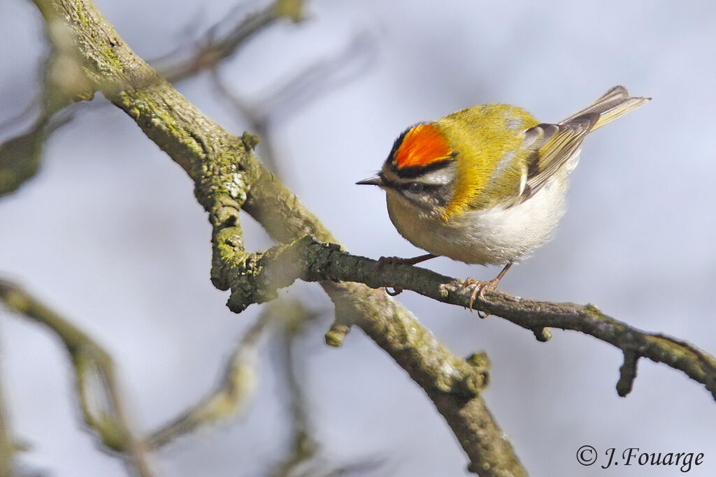 Common Firecrest male adult, identification, Behaviour