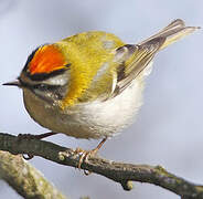 Common Firecrest