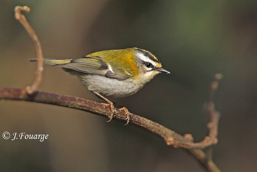 Common Firecrest male adult, identification