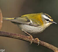 Common Firecrest