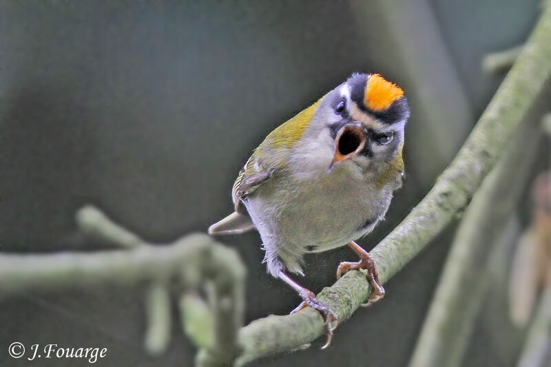 Common Firecrest male adult, Reproduction-nesting, song, Behaviour
