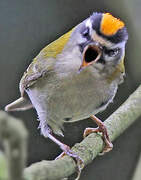 Common Firecrest