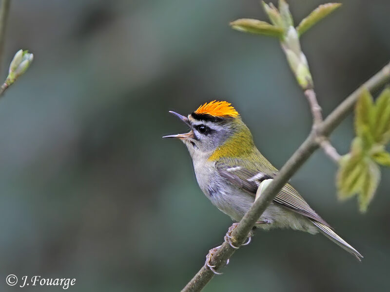 Common Firecrest male adult, Reproduction-nesting, song, Behaviour