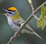 Common Firecrest