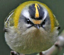 Common Firecrest