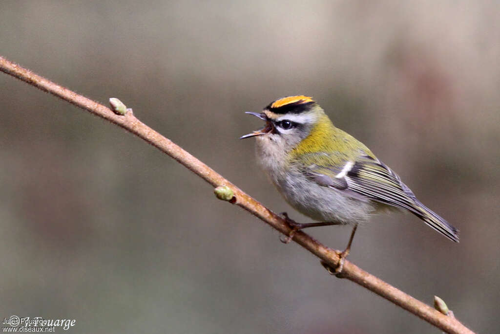 Common Firecrest male adult breeding, song, Behaviour